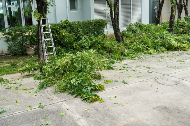 How Our Tree Care Process Works  in  Fannett, TX