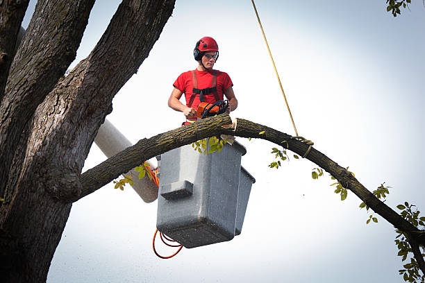 Trusted Fannett, TX  Tree Services Experts